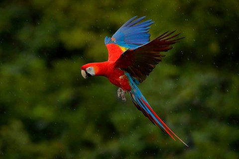 Parrot flight. Red parrot in rain. Macaw parrot fly in dark green vegetation. Scarlet Macaw, Ara