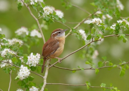 Carolina Wren (Thryothorus ludovicianus) perched on a branch, Texas, USA, North America
