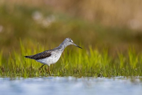Common Greenshank (Tringa nebularia), North Rhine-Westphalia, Germany, Europe