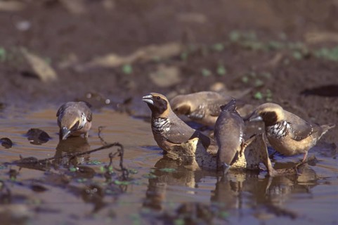 Pictorella Mannikin (Heteromunia pectoralis)