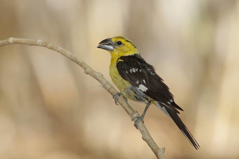 Yellow Grosbeak (Pheucticus chrysopeplus) male, California, USA, North America