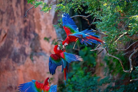 Red-and-green macaw (Ara chloropterus) Buraco das Araras Brazil