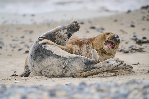 Grey seal (Halichoerus grypus) playing with each other on the beach, Düne, Helgoland,