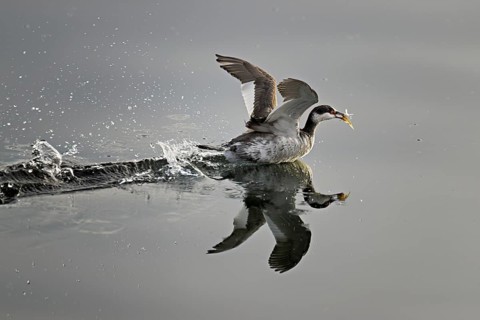 Slavonian grebe (Podiceps auritus), adult, in a white plumage, winter plumage, swimming with a fish