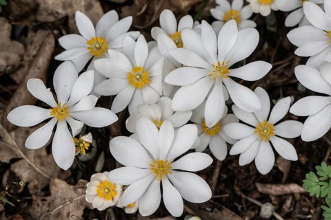 Canadian bloodroot (Sanguinaria canadensis), Emsland, Lower Saxony, Germany, Europe