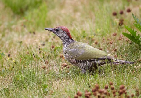 European Green Woodpecker (Picus viridis) juvenile female foraging, Mecklenburg-Western, Pomerania,