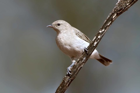 Grey Honeyeater (Conopophila whitei), Western Australia, Australia, Oceania