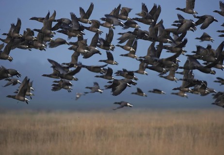 Brant Goose (Branta bernicla) flying, Schleswig-Holstein, Germany, Europe