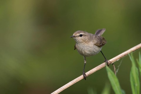 Siberian Chiffchaff - Taigazilpzalp - Phylloscopus tristis, Russia (Ural)