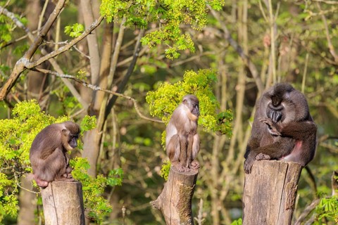 Three Drills (Mandrillus leucophaeus), a male and two females, sit high up on the three stumps of a