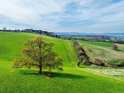 Old Oak over Farms and Fields from a drone, Newton Abbot, Devon, England, United Kingdom, Europe