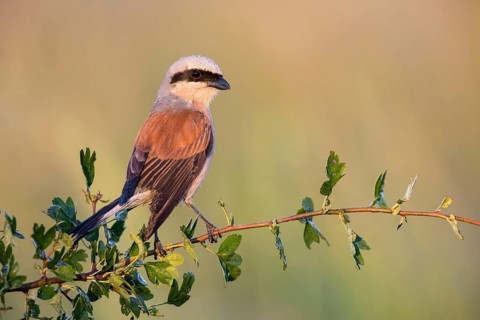 Red-backed Shrike (Lanius collurio) perched on a branch, Poland, Europe