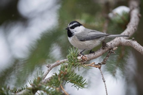 Mountain Chickadee (Poecile gambeli) perched on a branch of spruce tree, Wyoming, USA, North