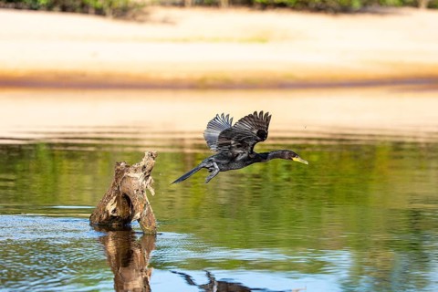 Humboldt Cormorant (Phalacrocorax brasilianus) Pantanal Brazil