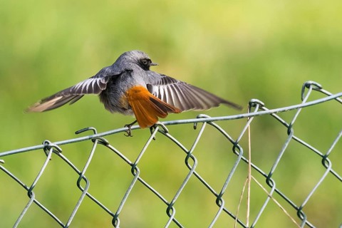 A male black redstart (Phoenicurus ochruros) spreads its wings and sits on a wire mesh fence in a