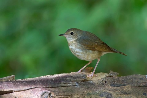 Siberian Blue Robin (Larvivora cyane) female, Thailand, Asia