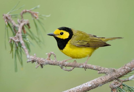 Hooded Warbler (Setophaga citrina) male, Texas, USA, North America