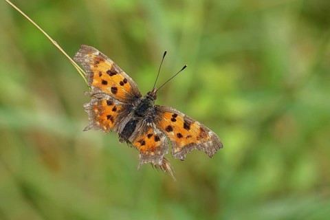 C-moth (Polygonia c-album), with open wings on a blade of grass in a meadow, Wilnsdorf, North