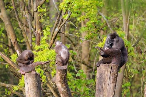 Three Drills (Mandrillus leucophaeus), a male and two females, sit high up on the three stumps of a