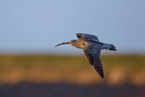 Eurasian Curlew (Numenius arquata) flying, Netherlands