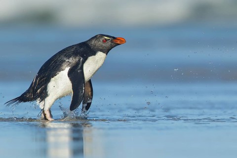 Rockhopper Penguin (Eudyptes chrysocome) emerging from the ocean in the Falkland Islands