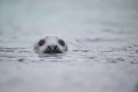 Grey seal (Halichoerus grypus) looking out of the water while swimming in the sea, Düne, Helgoland,