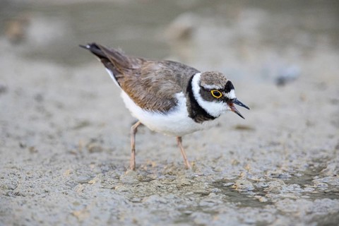Little Ringed Plover (Charadrius dubius) Germany