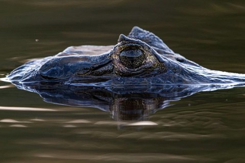 Spectacled caiman (Caiman crocodilius) Panatanal Brazil