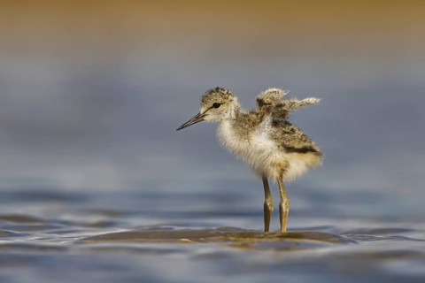 Black-winged Stilt (Himantopus himantopus) chick foraging, North Rhine-Westphalia, Germany, Europe