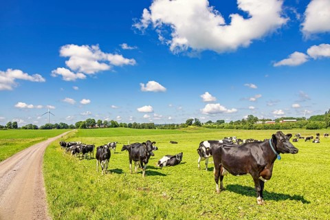 Dairy cows on a grass meadow by a gravel road in a rural summer landscape with cumulus clouds on
