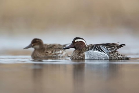Garganey (Spatula querquedula), Saxony, Germany, Europe