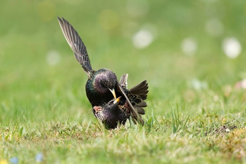 Common Starling (Sturnus vulgaris) pair mating, Bavaria, Germany, Europe