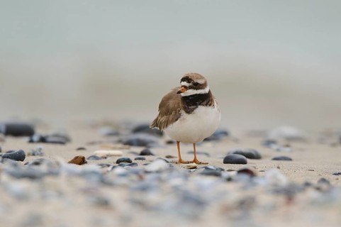 Common ringed plover (Charadrius hiaticula) on the beach, Düne, Helgoland, Schleswig-Holstein,