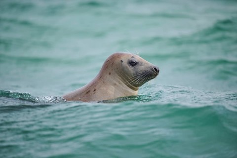 Grey seal (Halichoerus grypus) looking out of the water while swimming in the sea, Düne, Helgoland,