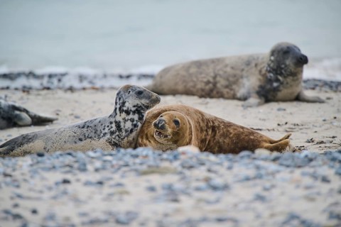 Grey seal (Halichoerus grypus) playing with each other on the beach, Düne, Helgoland,