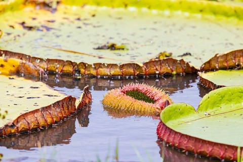 Giant water lily (Victoria amazonica) Pantanal Brazil