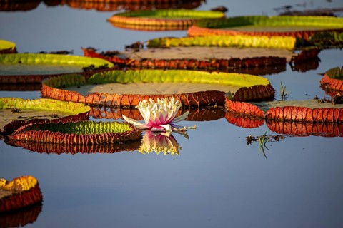 Giant water lily (Victoria amazonica) Pantanal Brazil
