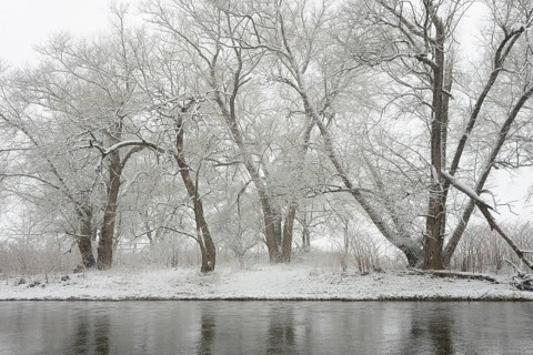 Winter landscape by a river, willows (Salix) on the bank in heavy snowfall, North Rhine-Westphalia,