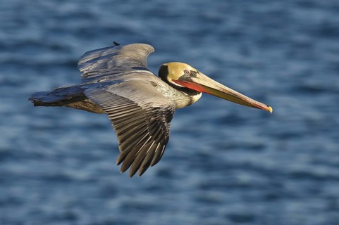 Brown Pelican (Pelecanus occidentalis), California, USA, North America