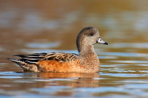 American Wigeon (Mareca americana) female, British Columbia, Canada, North America