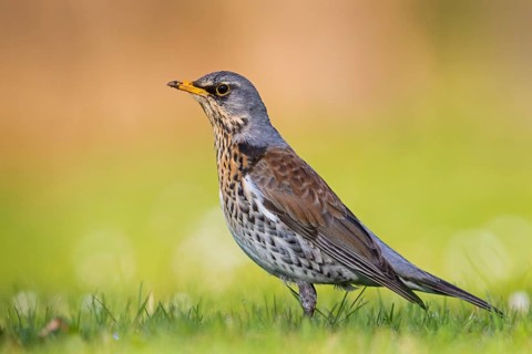 Wacholderdrossel, Fieldfare, Turdus pilaris, Grive litorne, Zorzal Real