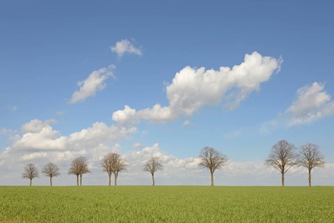 Row of trees, bare lime trees (Tilia) on a green grain field, blue cloudy sky, North