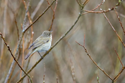 Willow Warbler (Phylloscopus trochilus), Rhineland-Palatinate, Germany, Europe