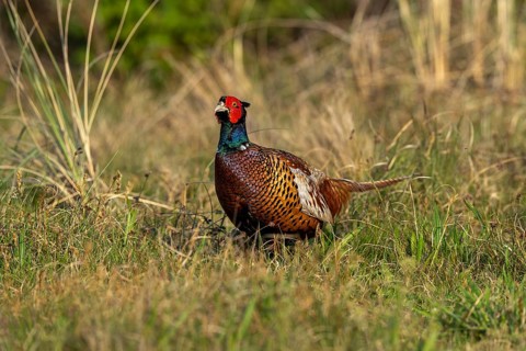 Hunting pheasant (Phasianus colchicus), pheasant in its natural environment, Texel Island,