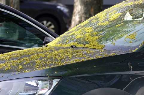 Pollen on a car, April, Germany, Europe