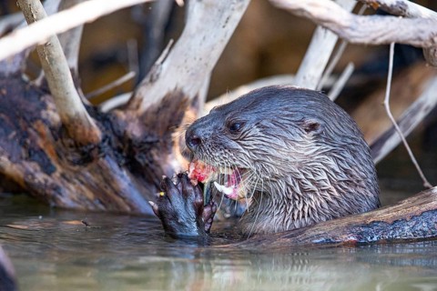 Southern river otter (Lontra longicaudis) Pantanal Brazil