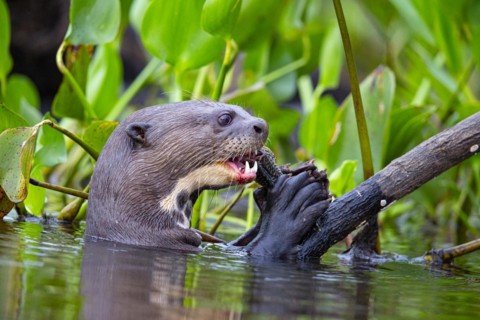 Giant otter (Pteronura brasiliensis) Pantanal Brazil