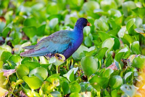 American purple gallinule (Porphyrio martinicus) Pantanal Brazil