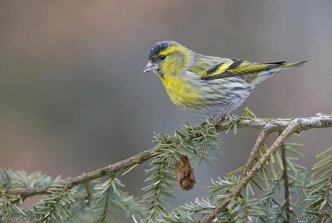Eurasian Siskin (Spinus spinus) male, Saxony, Germany, Europe