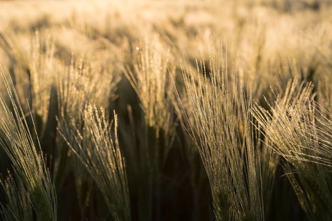 Awns of barley (Hordeum vulgare) with water droplets in the backlight, ear of grain in the morning